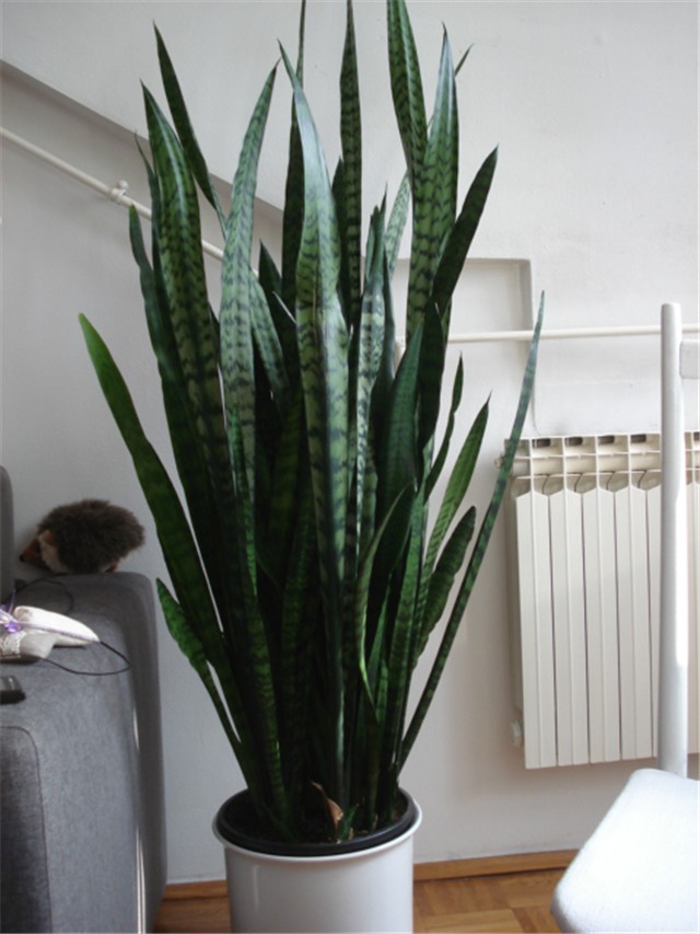 sanseveria